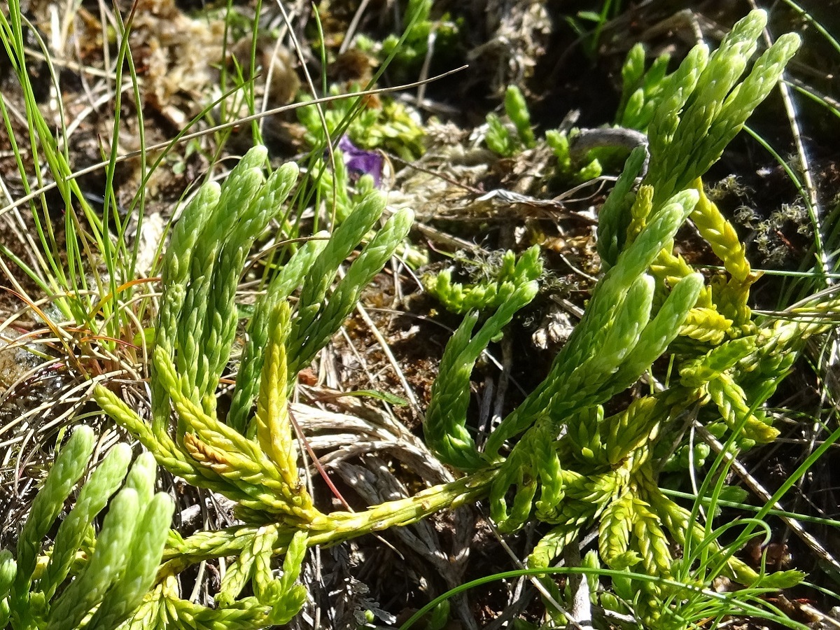Lycopodium alpinum (Lycopodiaceae)